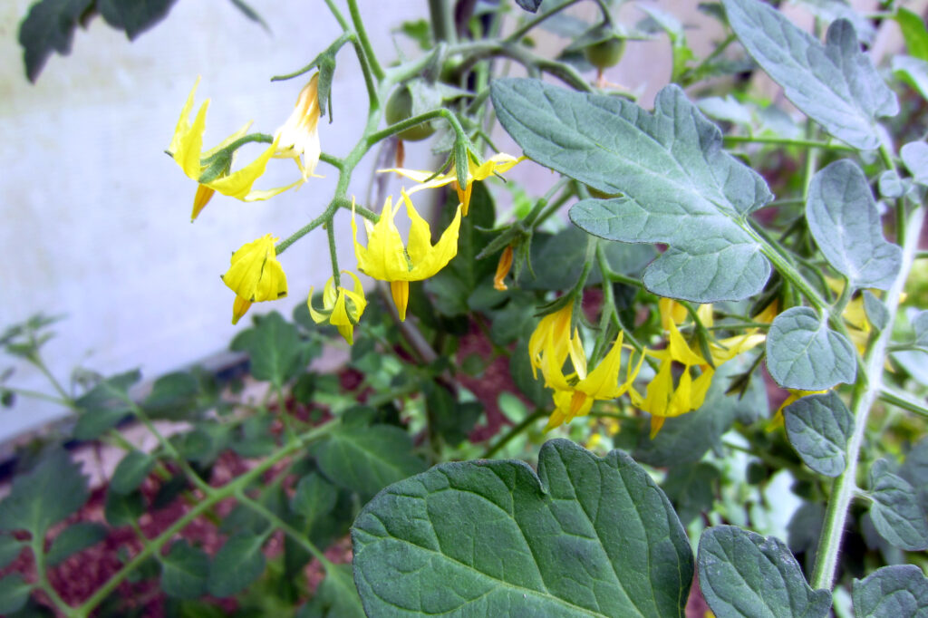 Tomatenblüte